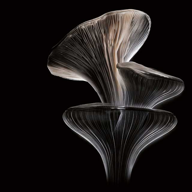 Three oyster mushrooms, in shadowy lighting.