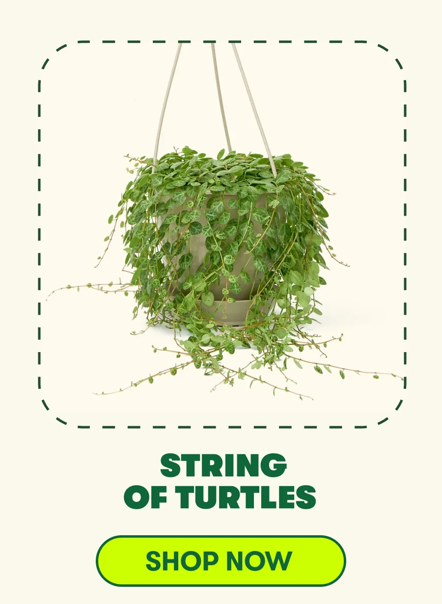 String of Turtles  [SHOP NOW]