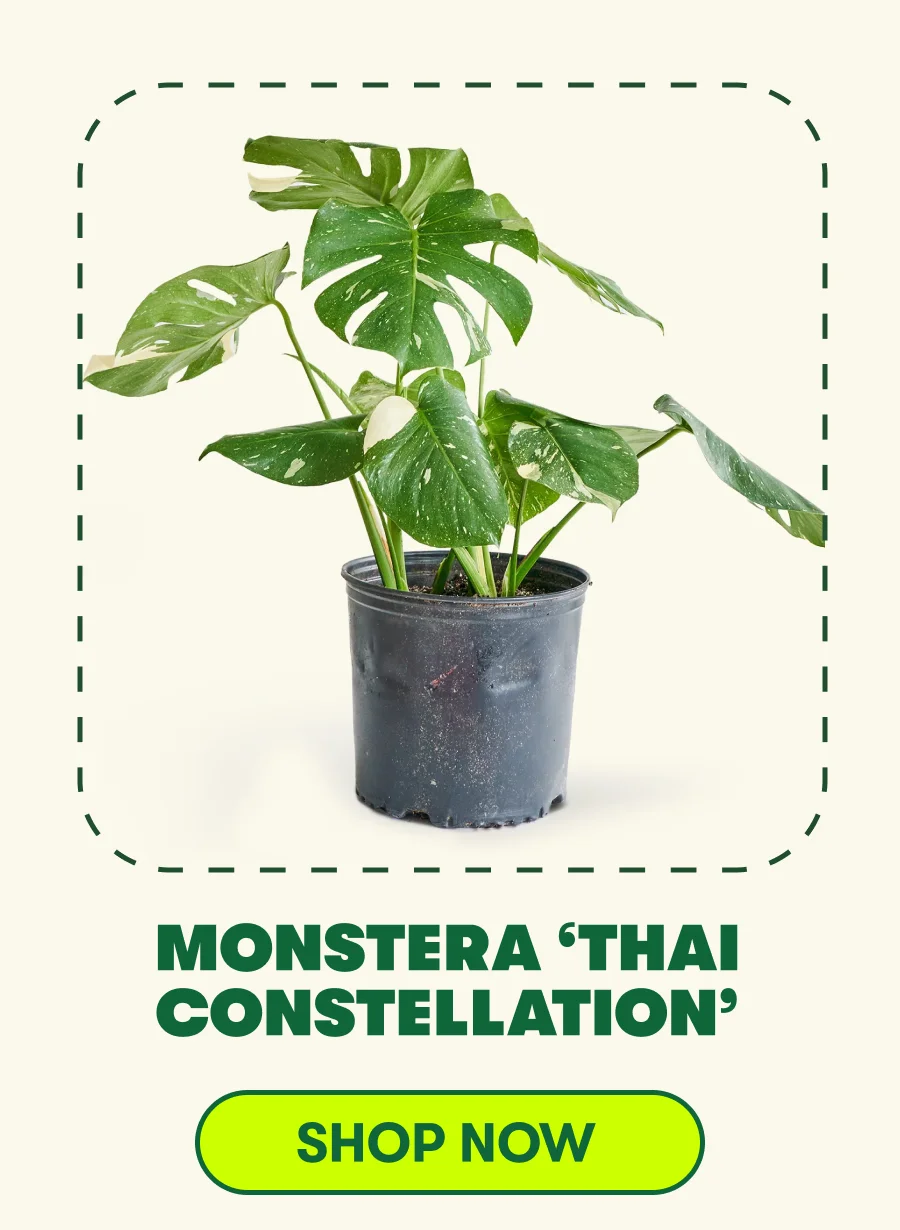 Monstera ‘Thai Constellation’’ [SHOP NOW]