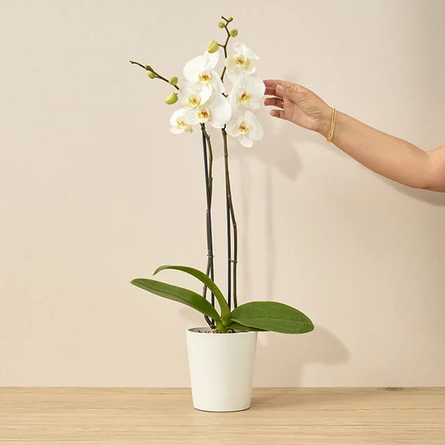 GRACE ORCHID PLANT