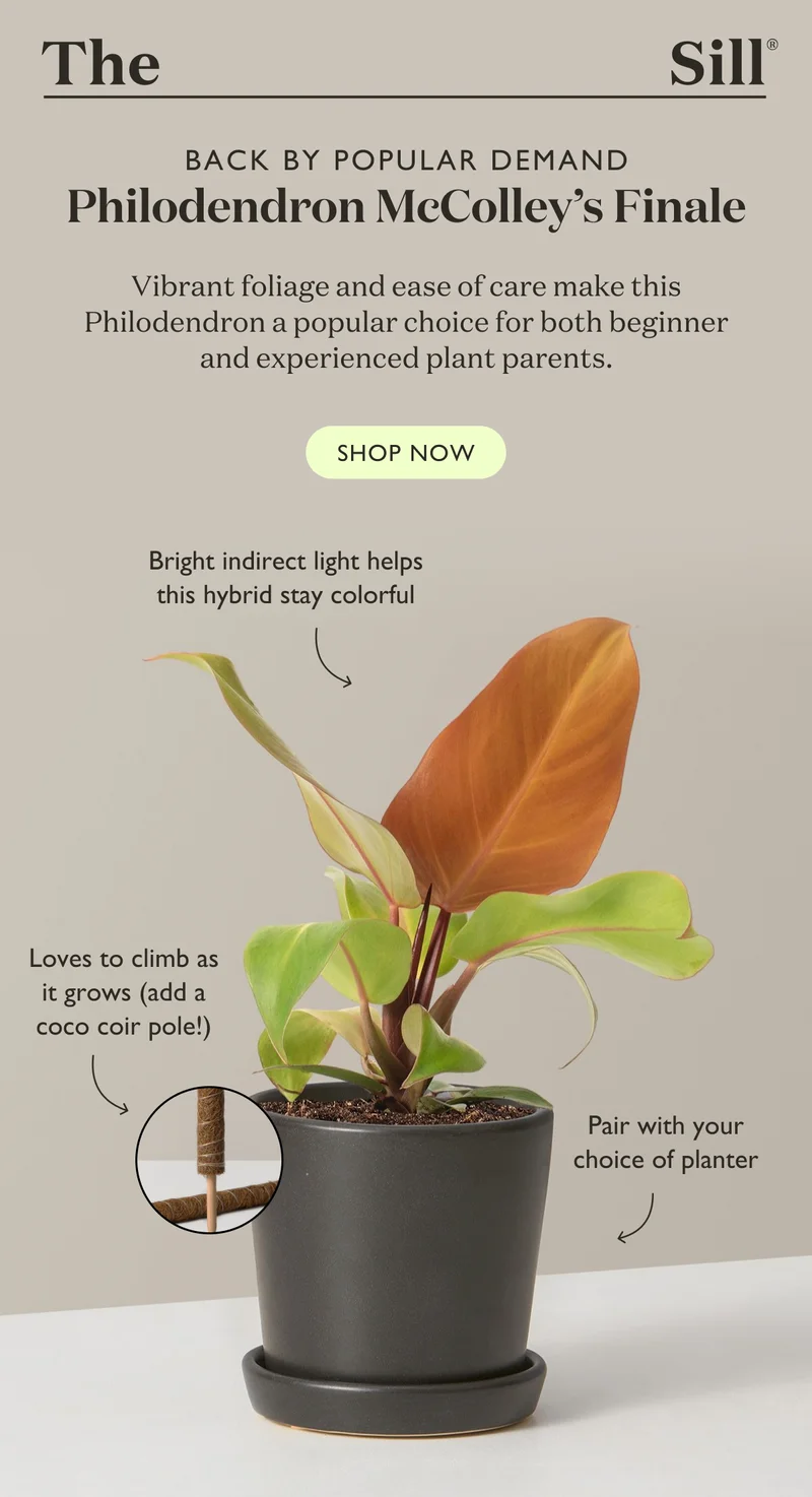 Back By Popular Demand: Vibrant foliage and ease of care make this Philodendron a popular choice for both beginner and experienced plant parents. Shop the Philodendron McColley's Finale: