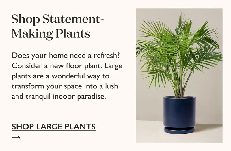 Does your home need a refresh? Consider a new floor plant. Large plants are a wonderful way to transform your space into a lush and tranquil indoor paradise. Shop now: