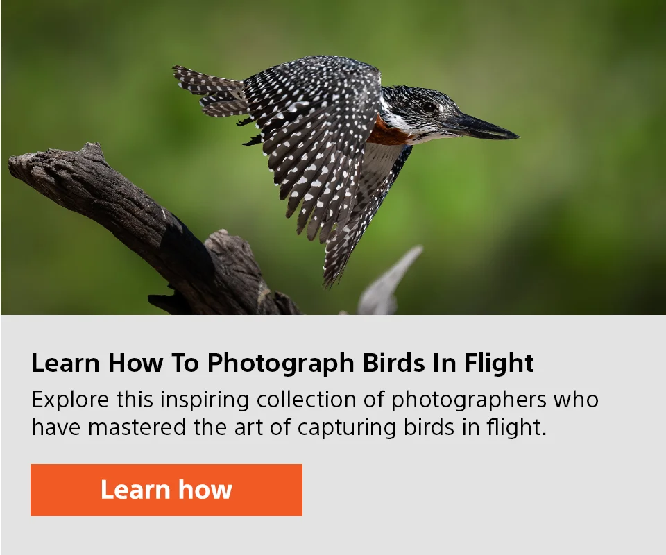 Learn How to Photograph Birds in Flight | Explore this inspiring collection of photographers who have mastered the art of capturing birds in flight. | Learn how