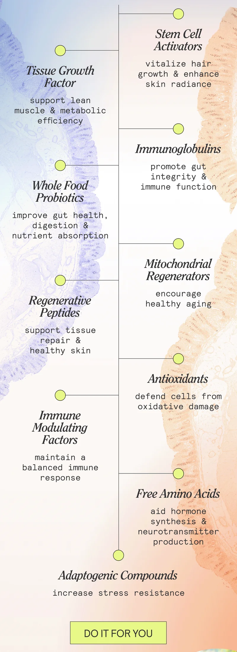 STEM CELL ACTIVATORS vitalize hair growth & enhance skin radiance. TISSUE GROWTH FACTORS support lean muscle & metabolic efficiency. IMMUNOGLOBULINS promote gut integrity & immune function. WHOLE FOOD PREBIOTICS improve gut health, digestion & nutrient absorption. MITOCHONDRIAL REGENERATORS encourage healthy aging. REGENERATIVE PEPTIDES support tissue repair & healthy skin. ANTIOXIDANTS defend cells from oxidative damage. IMMUNE MODULATING FACTORS maintain a balanced immune response. FREE AMINO ACIDS aid hormone synthesis & neurotransmitter production. ADAPTOGENIC COMPOUNDS increase stress resistance. DO IT FOR YOU