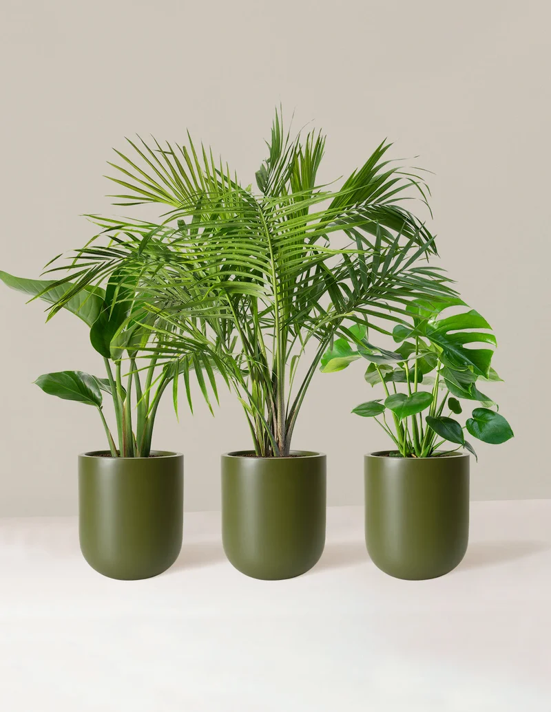 Image of Tropical Trio