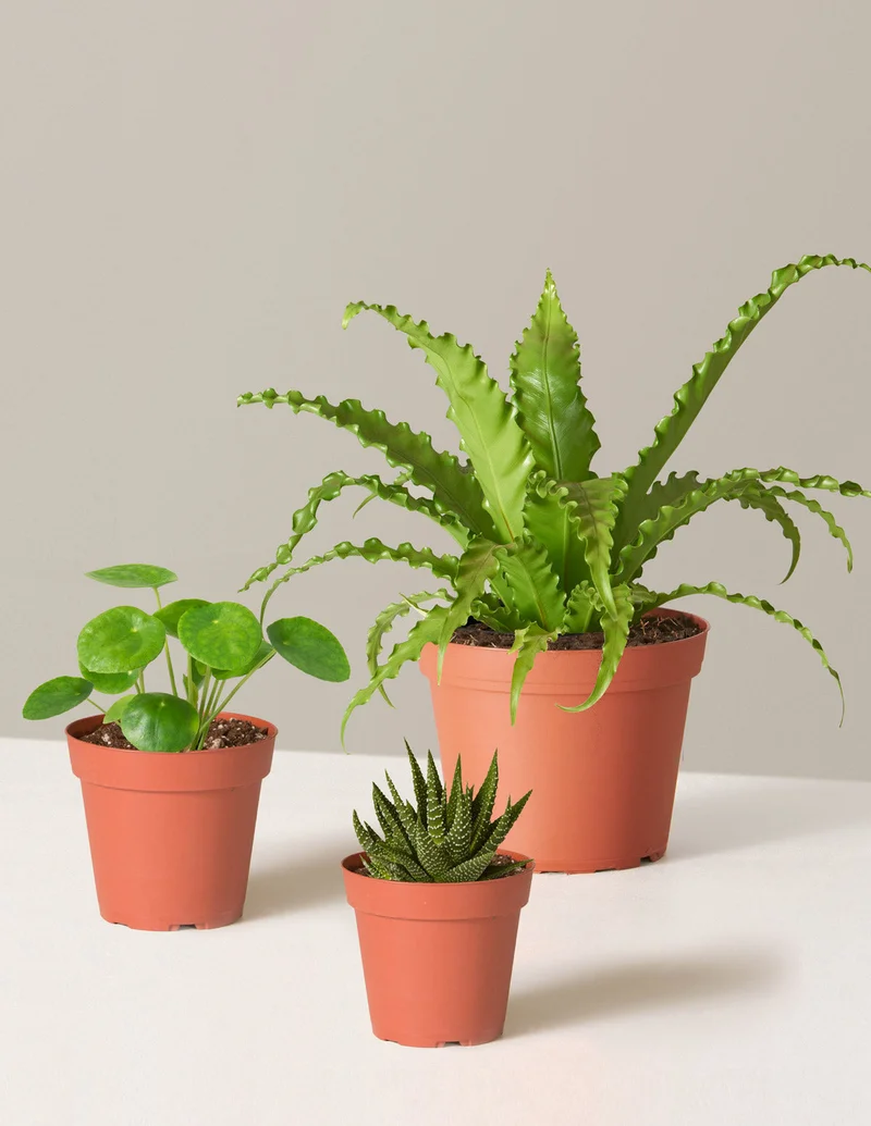 Image of Pet-Friendly Plant Parent Set