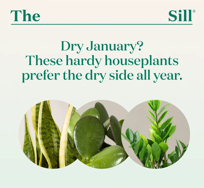 Dry January? These hardy houseplants prefer the dry side all year.