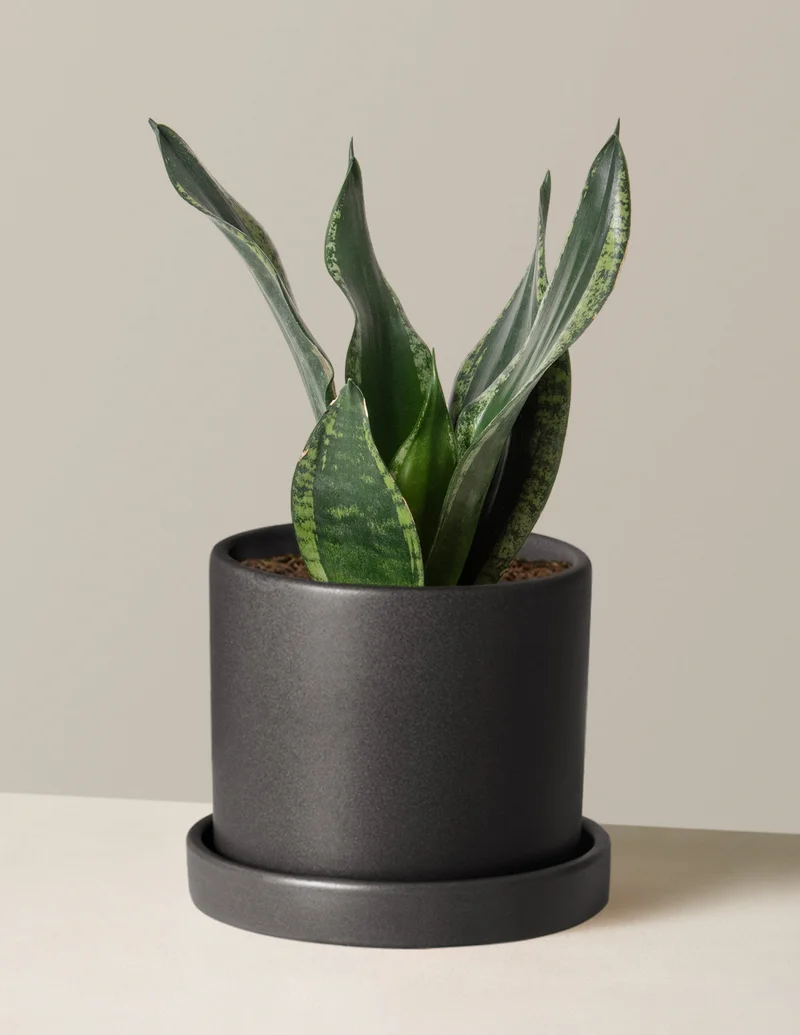Image of Snake Plant Silver Flame