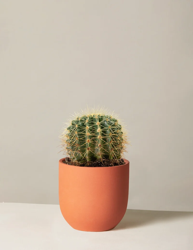 Image of Barrel Cactus