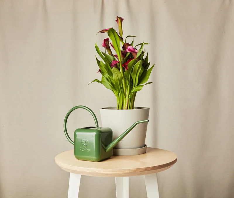 Image of Calla Lily