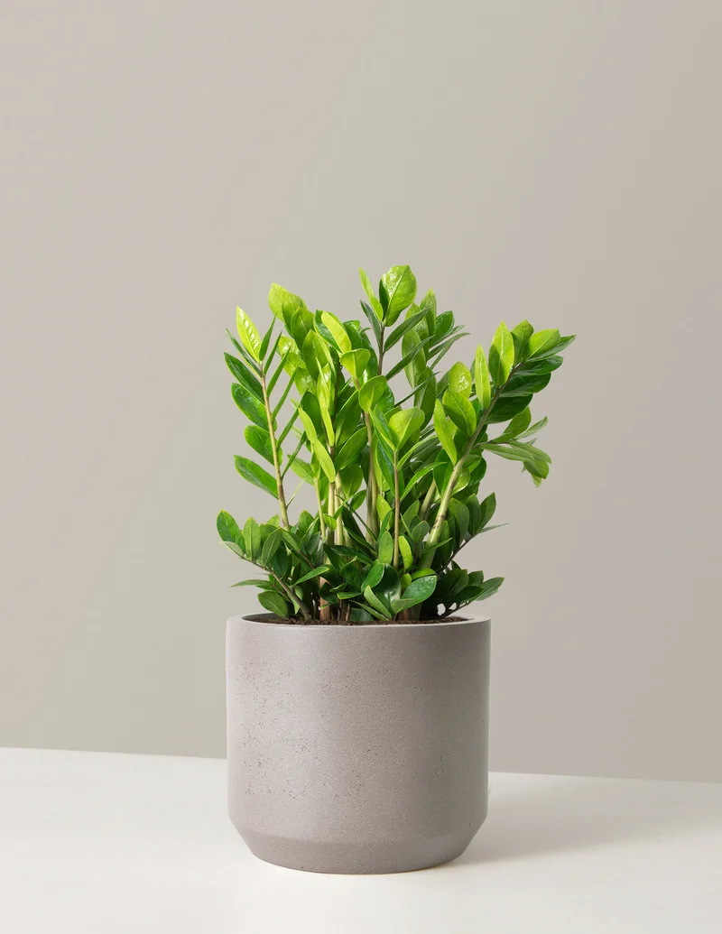 Image of Large ZZ Plant