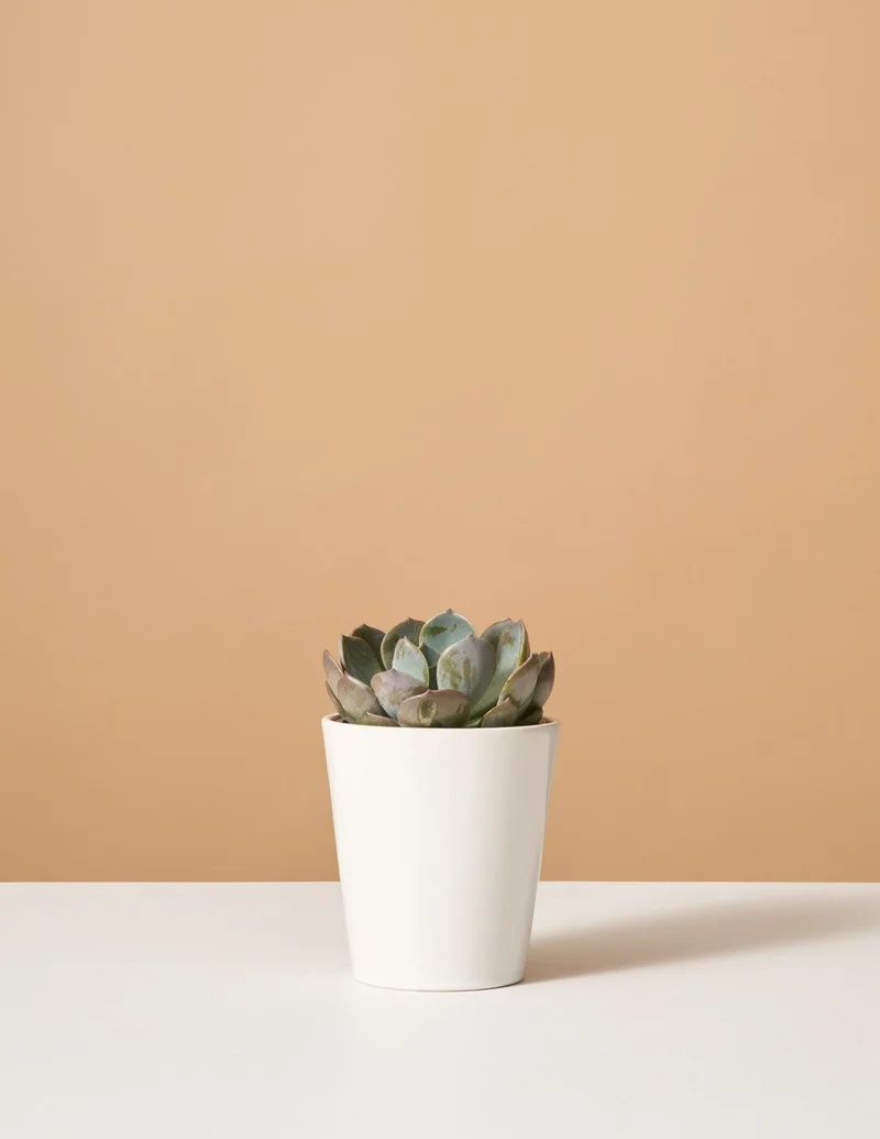 Image of Echeveria Garotto