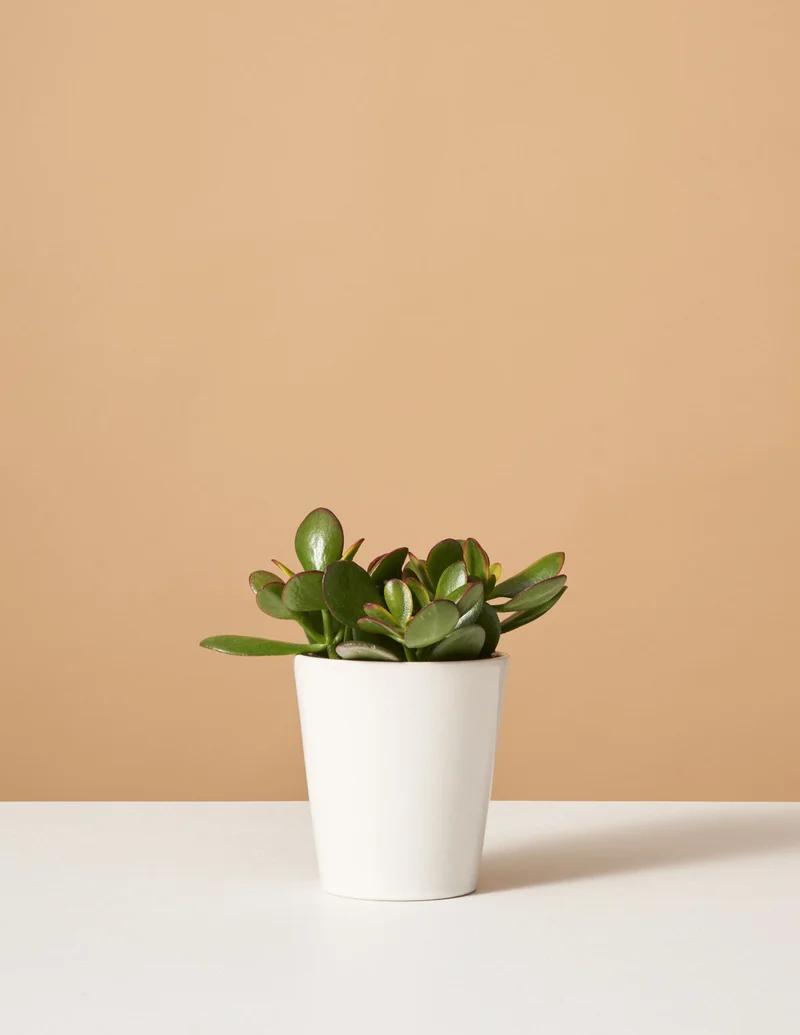 Image of Sunset Jade