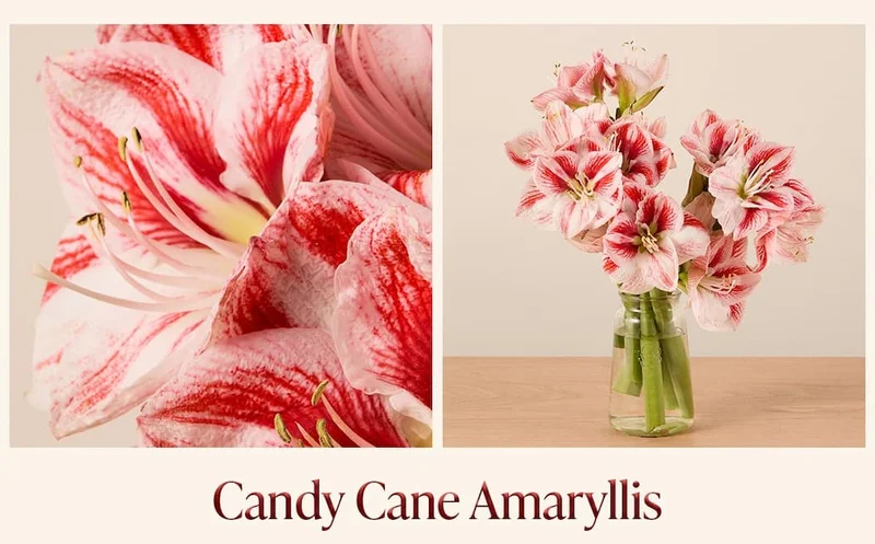 Candy Cane Amaryllis