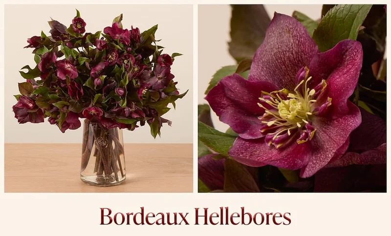 Bordeaux Hellebores