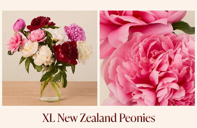 XL New Zealand Peonies