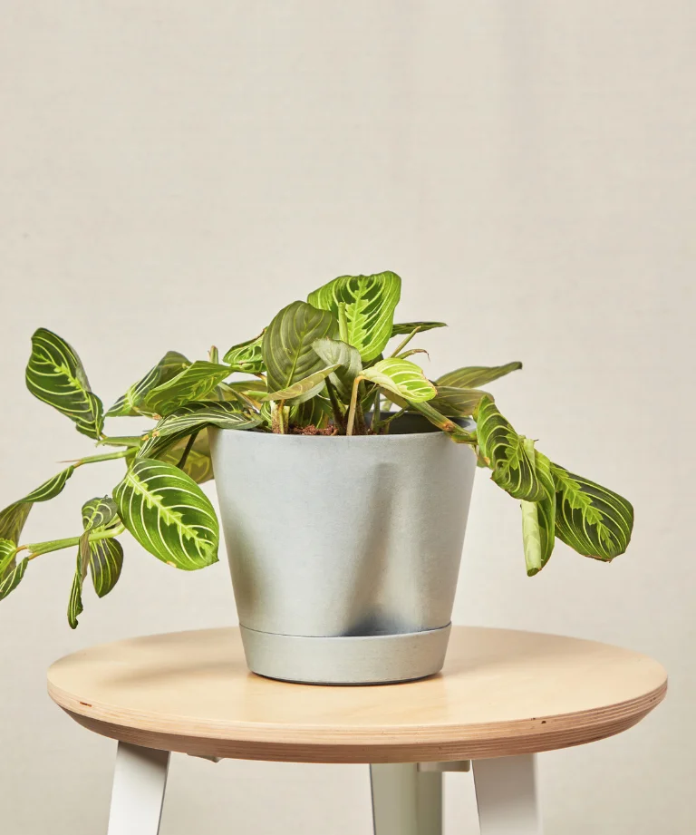 Image of Neon Prayer Plant