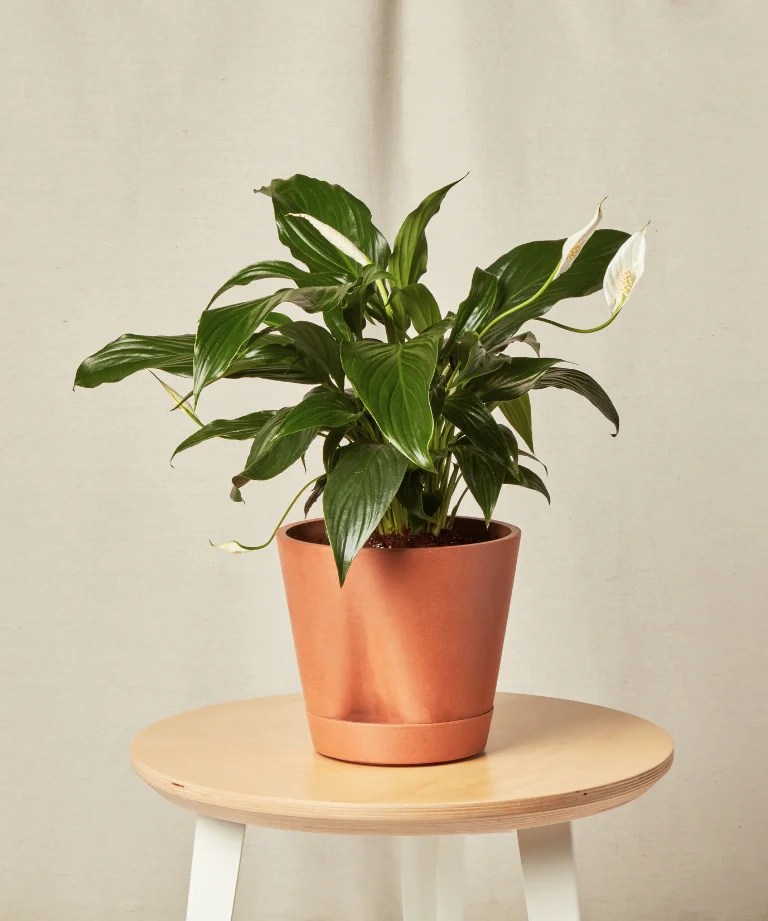 Image of Peace Lily