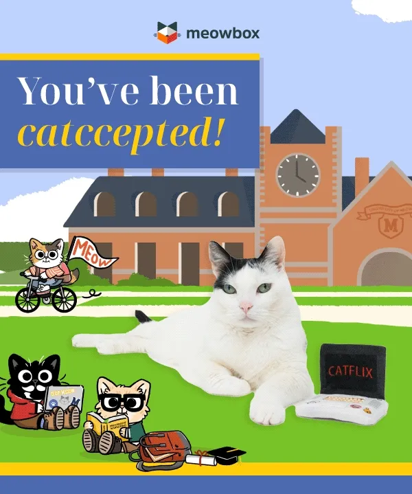 You've been catccepted! Animation of a white, black spotted cat sitting next to the Mewvie Night Catflix Laptop Scratcher toy, yawning in front of a University of Meow environment with cat illustrations.