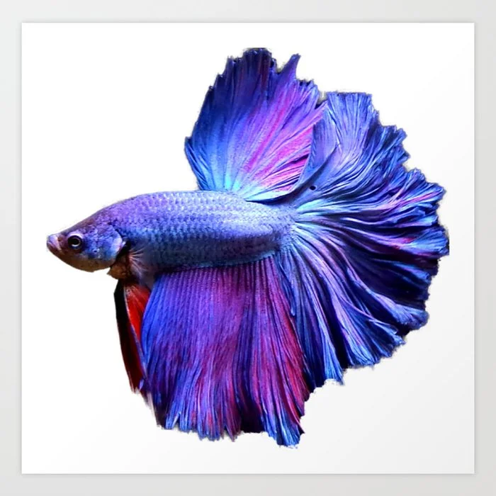 Blue and Purple Halfmoon Betta Fish Art Print Art Print