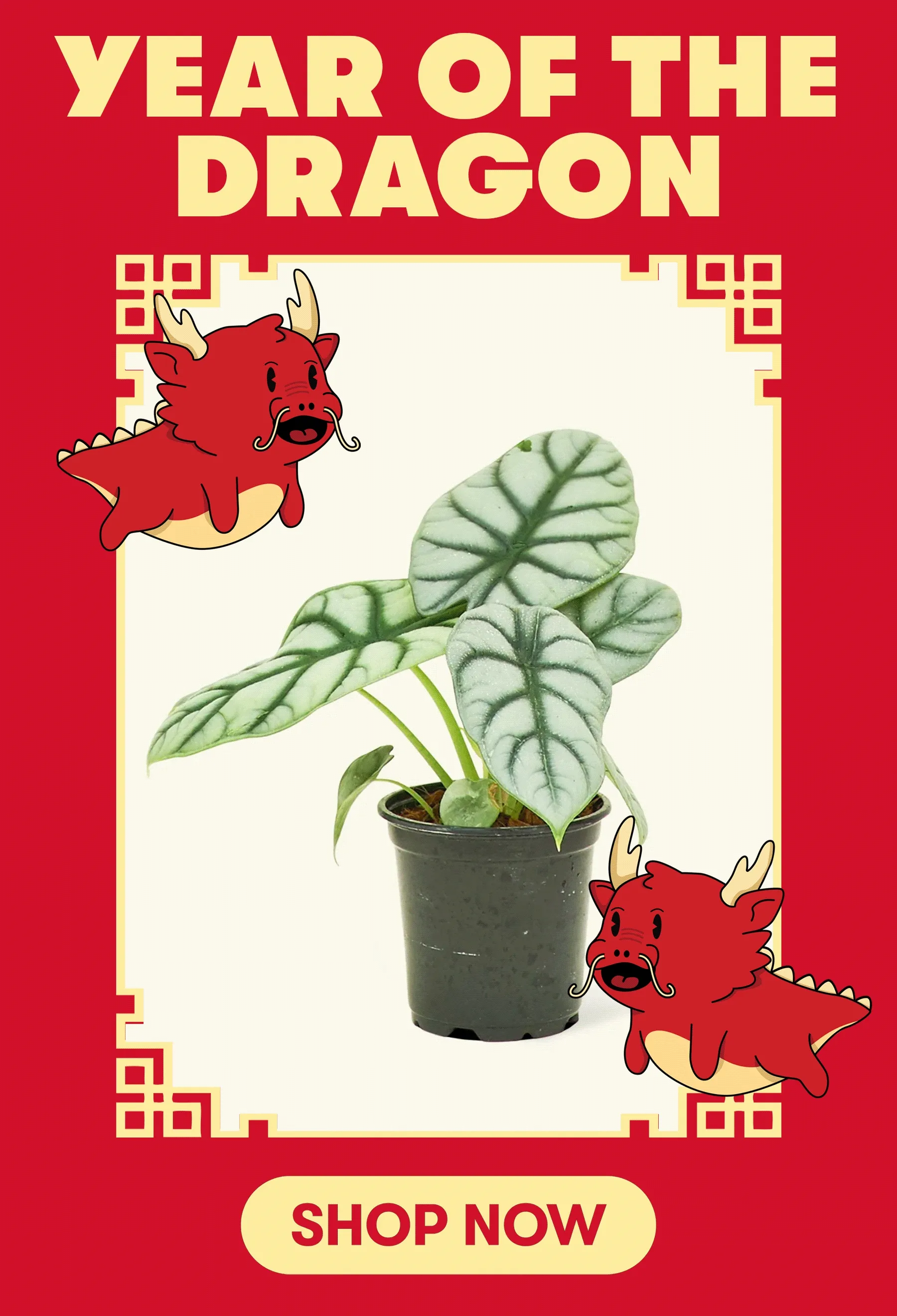 Lunar New Year is upon us, a time to welcome new luck, prosperity, and all around good vibes. Make the Year of the Dragon your luckiest yet with our favorite lucky plants. Feeling Lucky?
