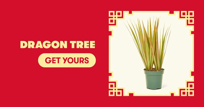 Dragon Tree - Get Yours