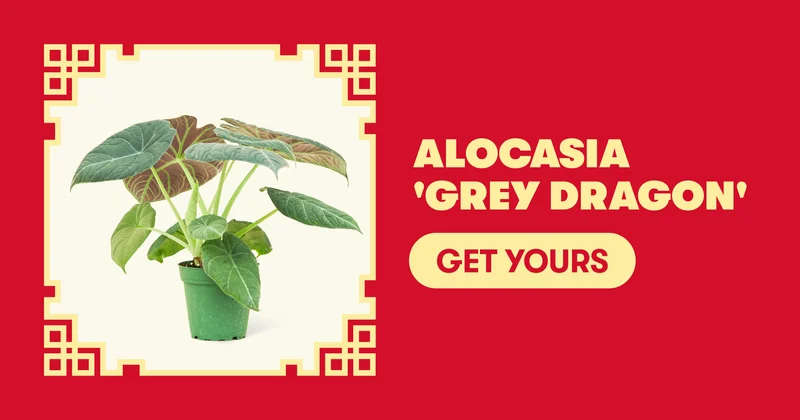 Alocasia 'Grey Dragon' - Get Yours