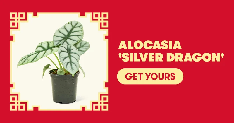 Alocasia 'Silver Dragon' - Get Yours