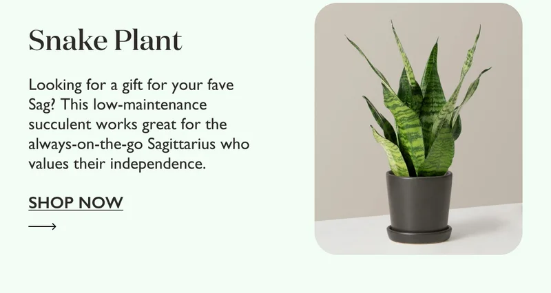 Snake Plant: This low-maintenance succulent works great for the always-on-the-go Sagittarius who values their independence.