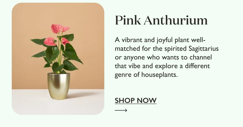 Pink Anthurium: A vibrant and joyful plant well-matched for the spirited Sagittarius or anyone who wants to channel that vibe.