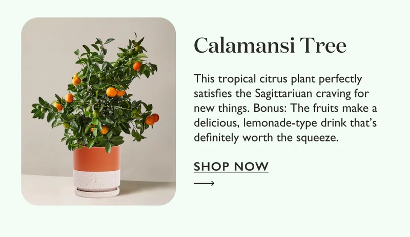 Calamansi Tree: This tropical citrus plant perfectly satisfies the Sagittariuan craving for new things.