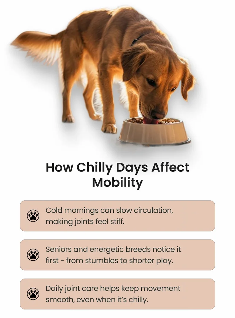 How Chilly Days Affect Mobility