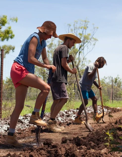 Three people dig a row in a garden.