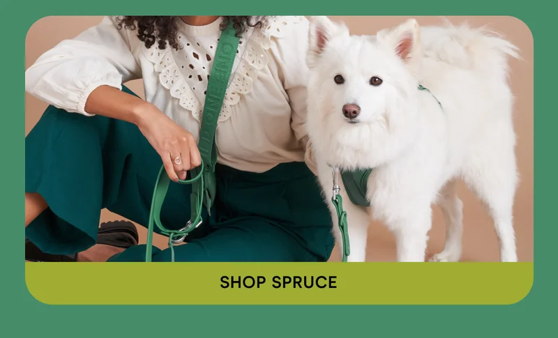 Shop Spruce