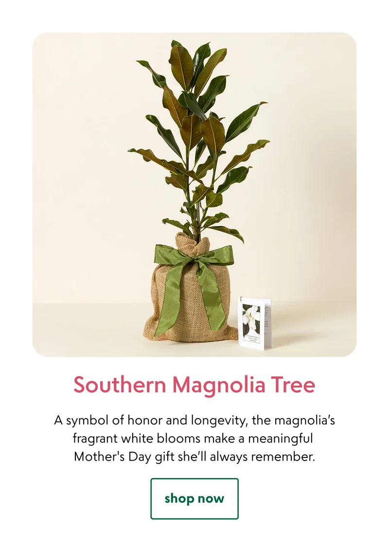 southern-magnolia-tree