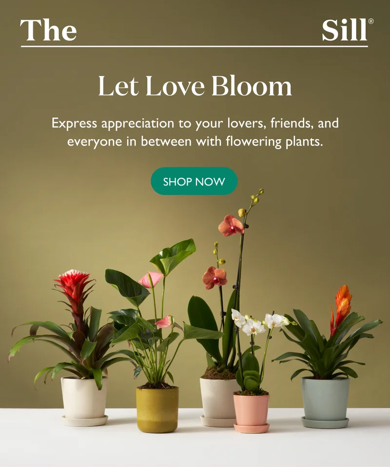 Express appreciation to your lovers, friends, and everyone in between with flowering plants.