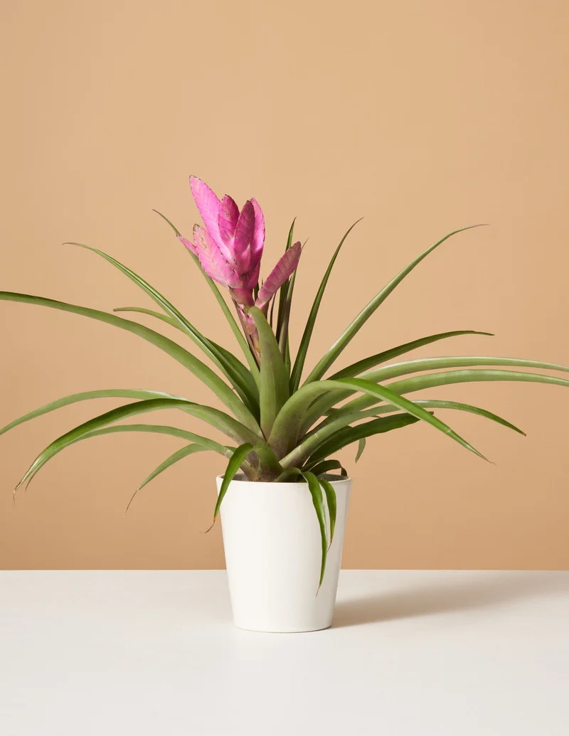 Image of Bromeliad Antonio Pink