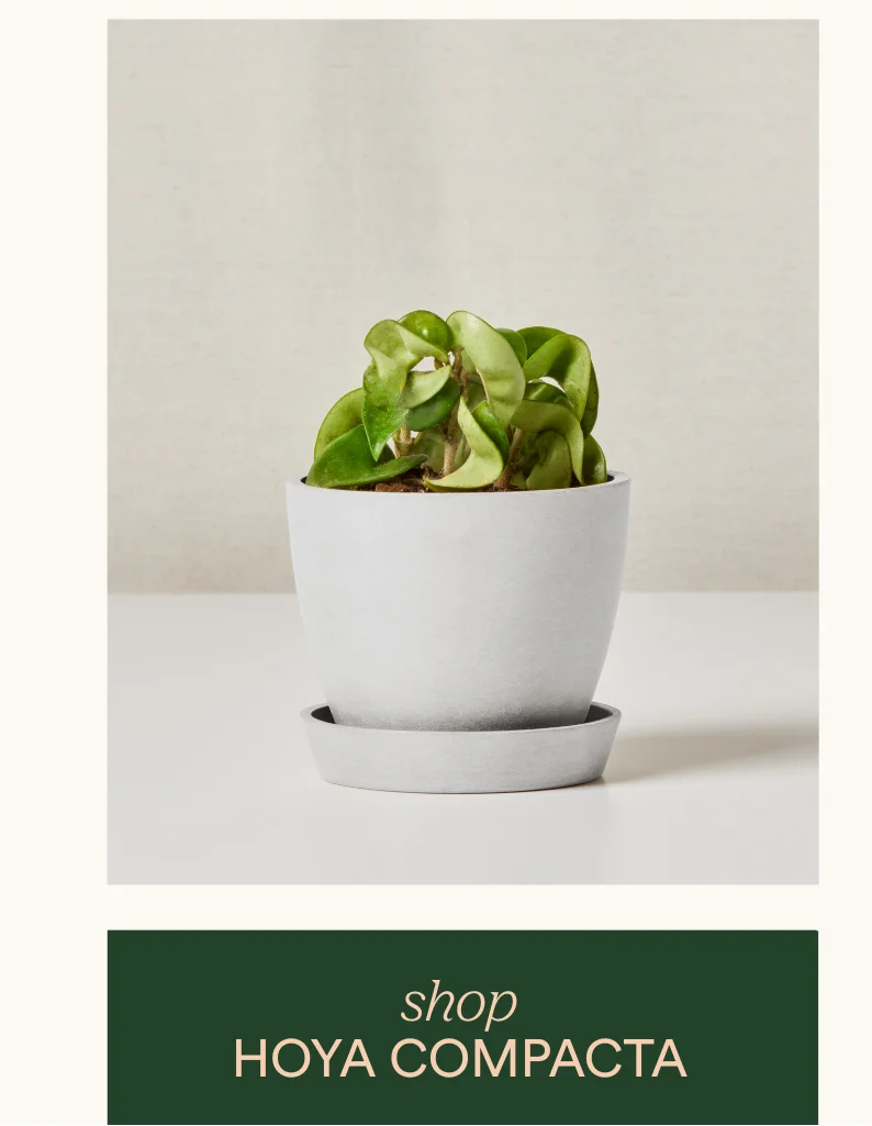 Shop Hoya Compacta