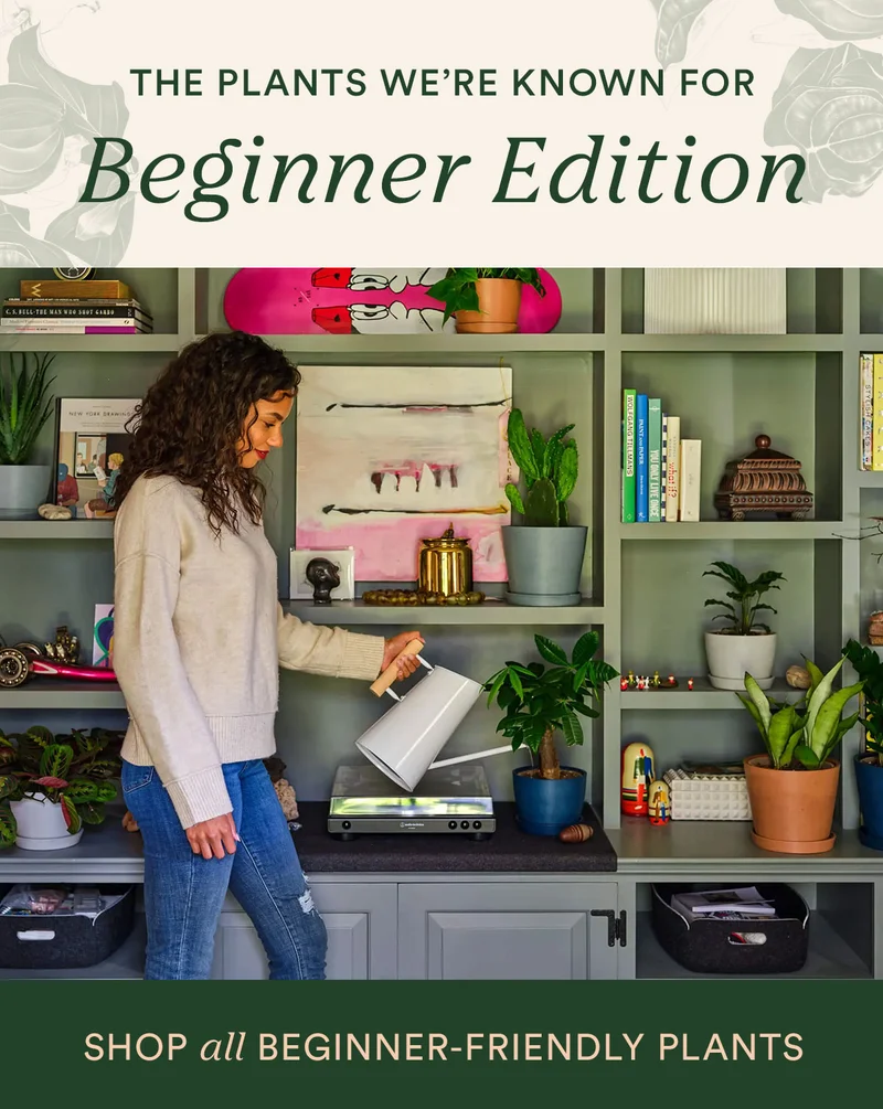 Shop all beginner-friendly plants