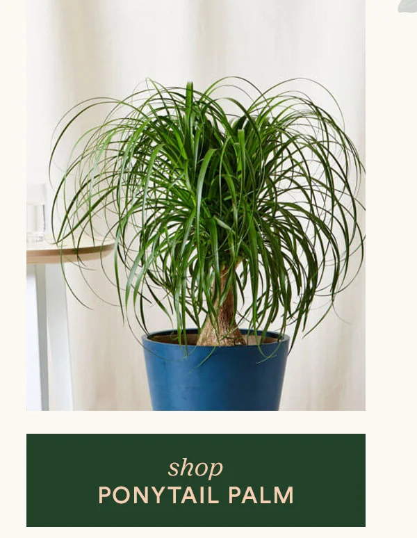 Shop Ponytail Palm