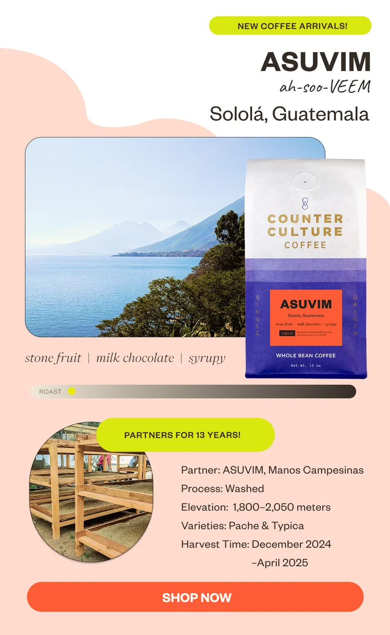 New Coffee arrival ASUVIM  Solala, Guatemala stone fruit milk chocolate syrupy  Partners for 13 years!Process: Washed Elevation: 1,800–2,050 meters Varieties: Pache & Typica Harvest Time: December 2024–April 2025 CTA: SHOP NOW