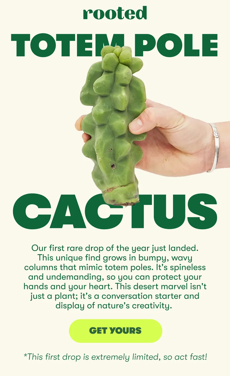 Rooted. Totem Pole Cactus. Our first rare drop of the year just landed. This unique find grows in bumpy, wavy columns that mimic totem poles. It's spineless and undemanding, so you can protect your hands and your heart. This desert marvel isn't just a plant; it's a conversation starter and display of nature's creativity. Get Yours! This first drop is extremely limited, so act fast!