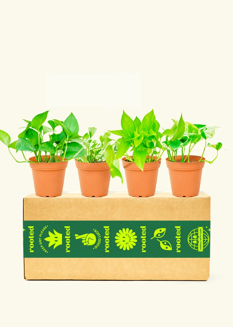 Image of Assorted Pothos Box, Small