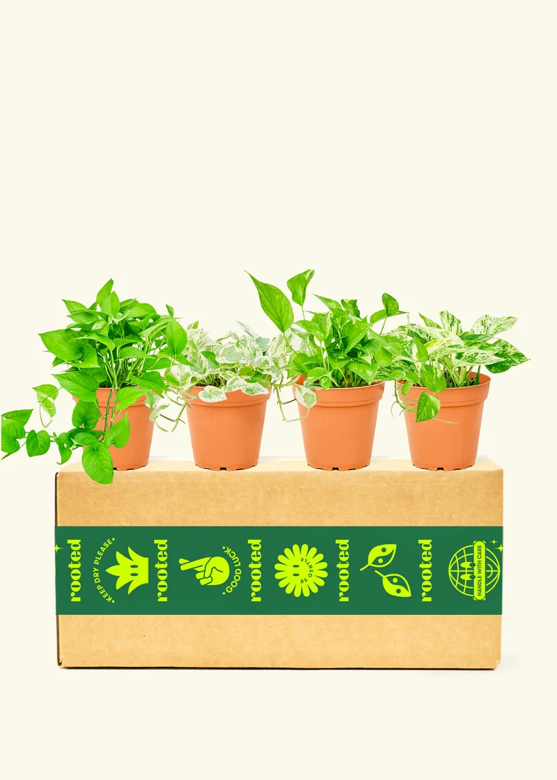 Image of Assorted Pothos Box, Medium