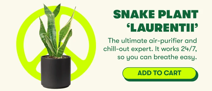 Snake Plant ‘Laurentii’ The ultimate air-purifier and chill-out expert. It works 24/7, so you can breathe easy. [ADD TO CART ]