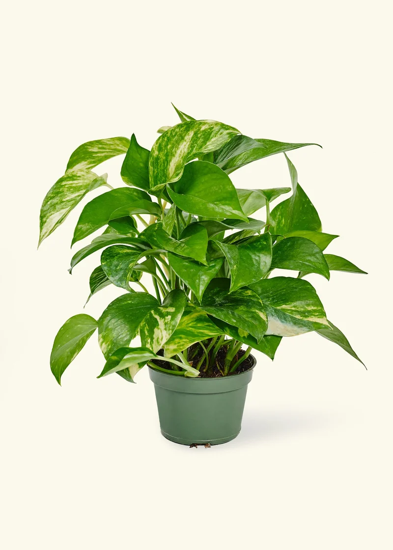 Image of Golden Pothos, Small