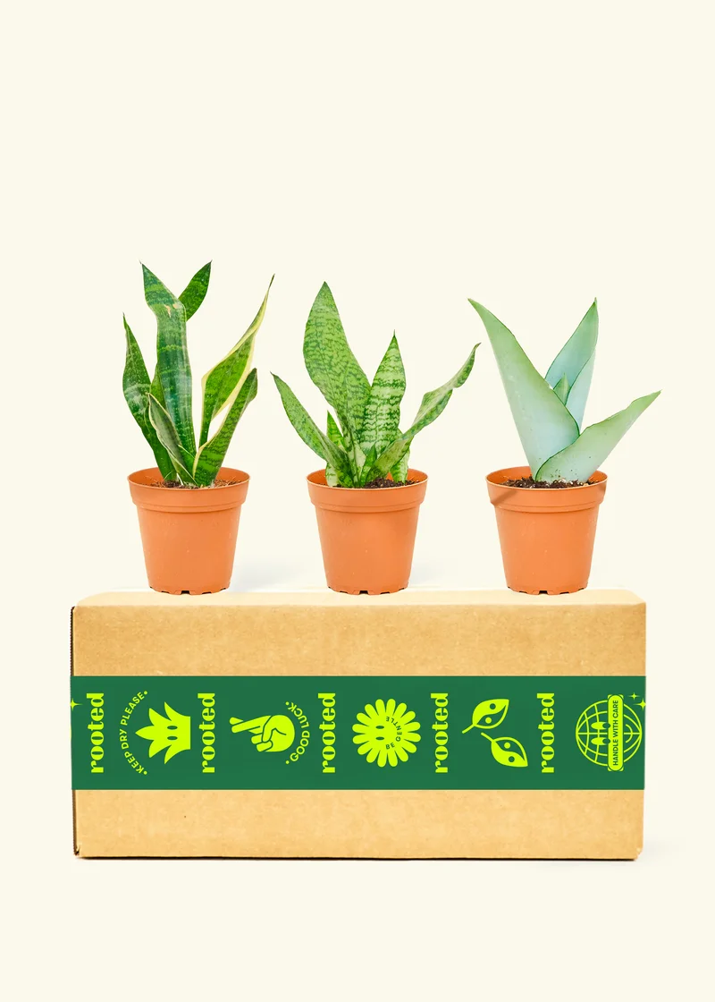 Image of Assorted Snake Plant Box, Small