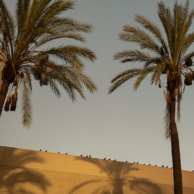 The Aesop Neighbourhood Guide to Downtown LA