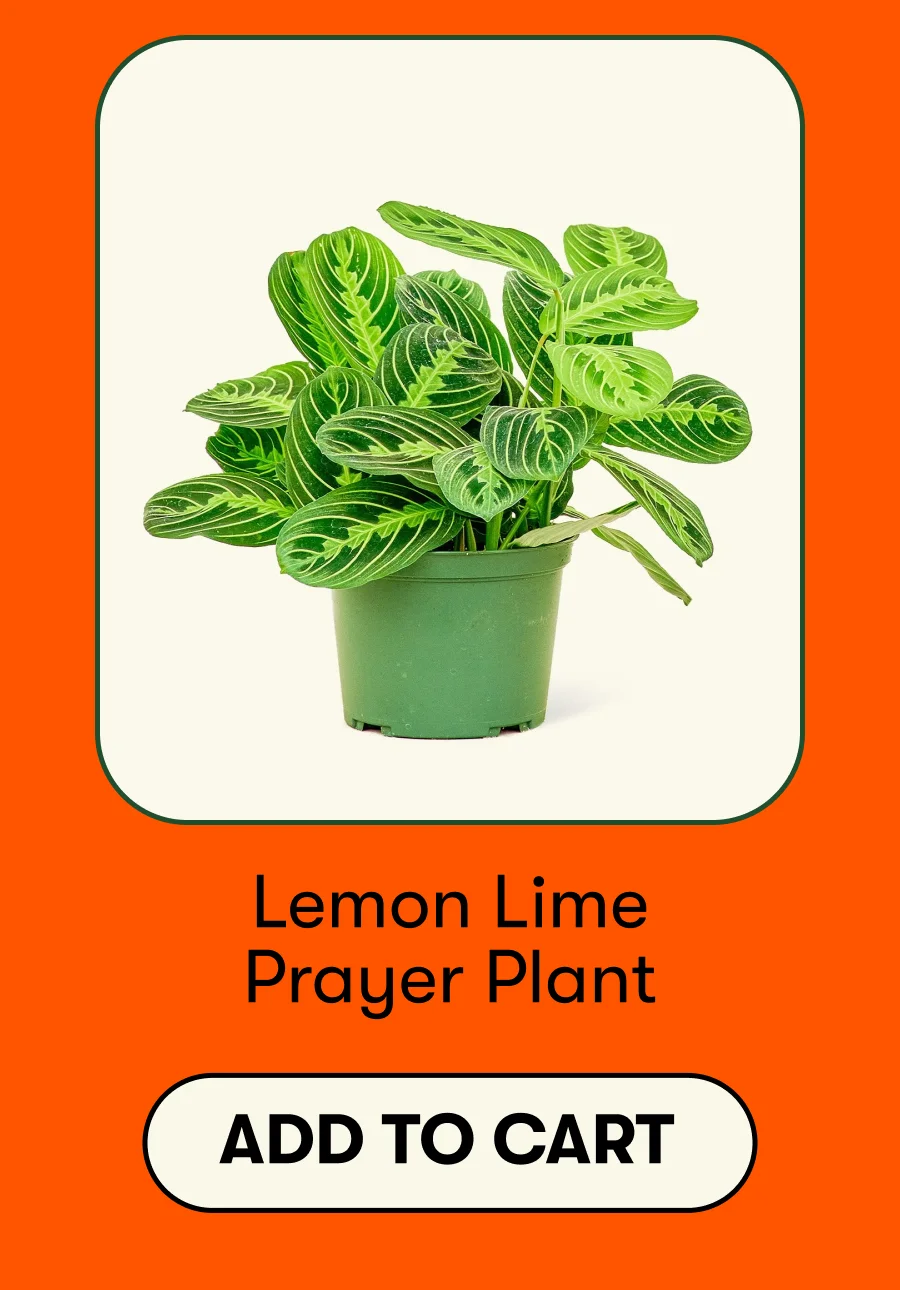 Lemon Lime Prayer Plant - Add To Cart
