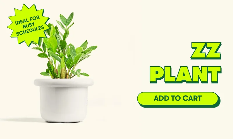 ZZ Plant [ADD TO CART]